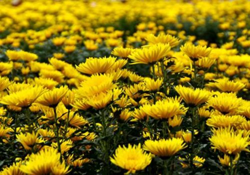 Bàn thờ người mới mất nên cắm hoa gì?